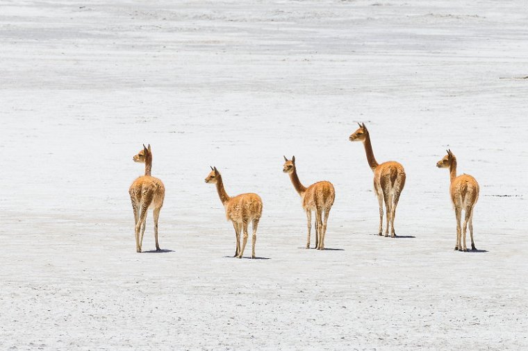 029 Salar de Surire, vicuna.jpg